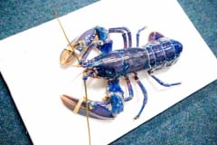 Blue-Lobster-2
