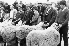DECADES-Sept-72-Hilltown-sheep