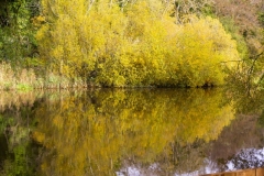 AUTUMNAL-Quoile-reflections
