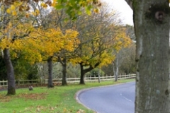 AUTUMNAL-Quoile-trees-2