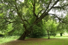 Tree-of-the-year-in-Kilbroney-Park