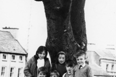 DECADES-1971-chestnut-tree